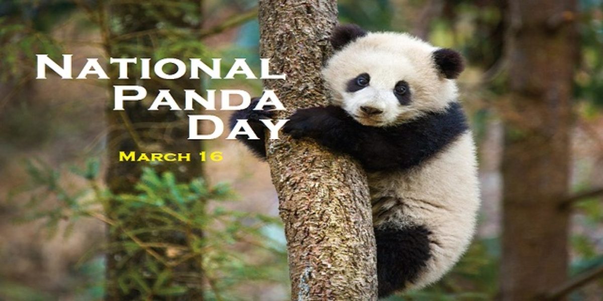 National Panda Day 2020: History and Importance of Panda Day ...