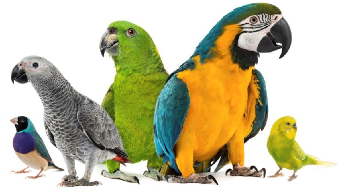 bird types pets