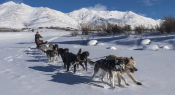 Yukon River Mushers receive thousands of pounds of donated kibble for Starving Sled Dogs