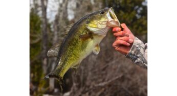 Devan Bald Discusses Proven Techniques for Landing Largemouth Legends