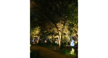 Landscape Lighting: Guide for Tree Lighting