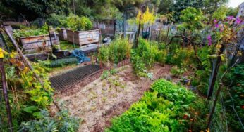 Adam Rosner Discusses The Basics of Starting a Vegetable Garden