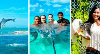 Swim with Dolphins in Grand Cayman: An Unforgettable Experience