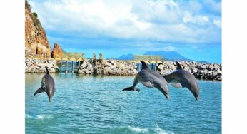 Traveling Delights: Unveiling the Wonders of Dolphin Discovery Destinations