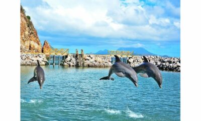 Traveling Delights Unveiling the Wonders of Dolphin Discovery Destinations