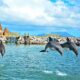 Traveling Delights Unveiling the Wonders of Dolphin Discovery Destinations