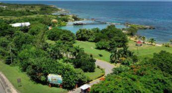 Discover the Magic of Dolphin Cove Ocho Rios in Jamaica: A Must-Visit Destination