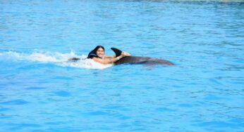 Swim with Dolphins in Playa del Carmen: A Magical Experience Awaits