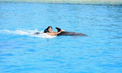 Swim with Dolphins in Playa del Carmen A Magical Experience Awaits