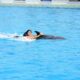 Swim with Dolphins in Playa del Carmen A Magical Experience Awaits