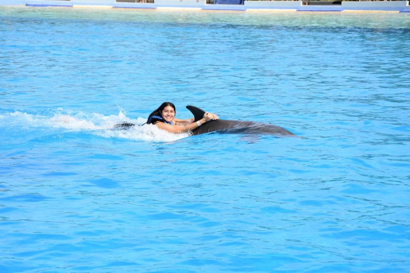 Swim with Dolphins in Playa del Carmen A Magical Experience Awaits