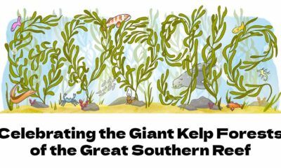 Celebrating the Giant Kelp Forests of the Great Southern Reef Google Doodle