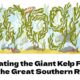 Celebrating the Giant Kelp Forests of the Great Southern Reef Google Doodle